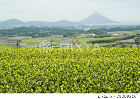 新緑の茶畑と開聞岳 79209816