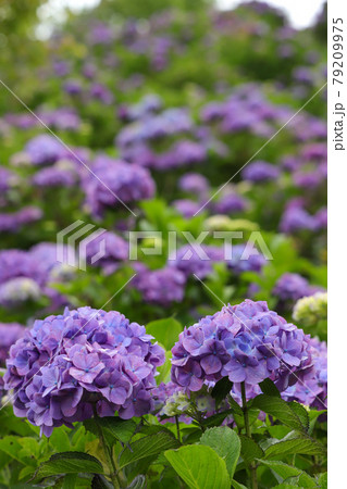 埼玉県 美の山公園 紫陽花 埼玉県 美の山公園 紫陽花 79209975