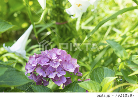 アジサイ 花 万 79210597