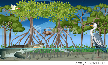 Animals live in mangrove forest at night scene 79211347