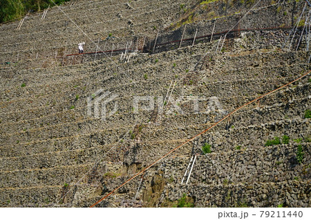 遊子水荷浦段畑を散歩する老婆 79211440