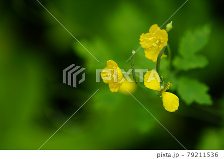 瘡の王(くさのおう) 79211536