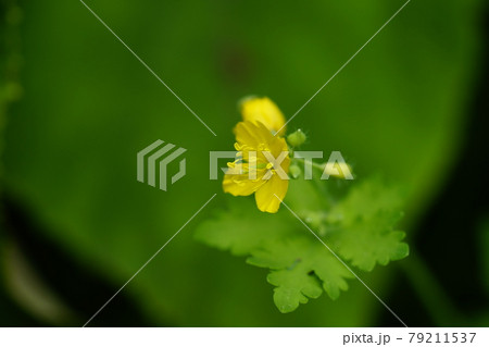 瘡の王(くさのおう) 79211537