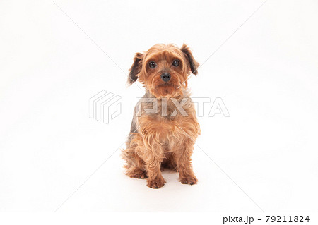 ヨークシャテリアとトイプードルのハーフ犬の写真素材