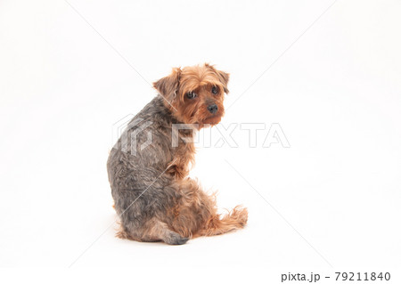ヨークシャテリアとトイプードルのハーフ犬の写真素材