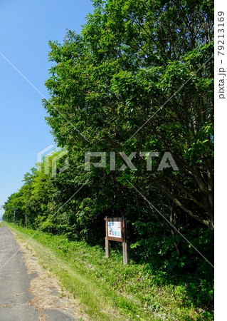 10線防風保安林・芽室町 79213169