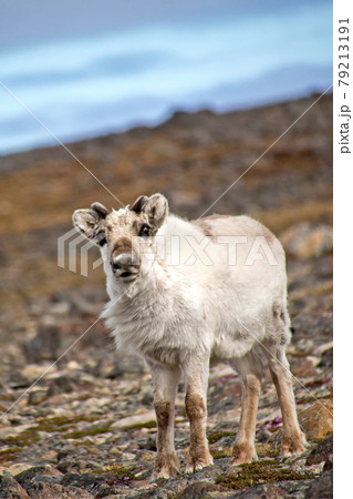 Reindeer, Arctic, Svalbard, Norway Reindeer, Arctic, Svalbard, Norway 79213191