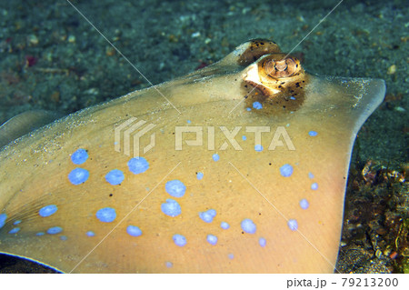 Blue-spotted Ribbontail Ray, Lembeh, North Sulawesi, Indonesia Blue-spotted Ribbontail Ray, Lembeh, North Sulawesi, Indonesia 79213200