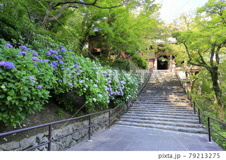 長谷寺の新緑とあじさい 79213275