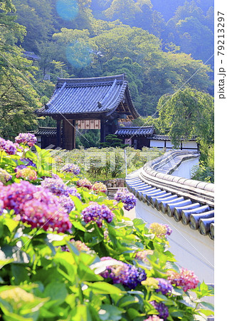 長谷寺の新緑とあじさい 79213297
