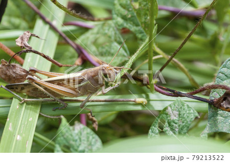 ツチイナゴ ツチイナゴ 79213522