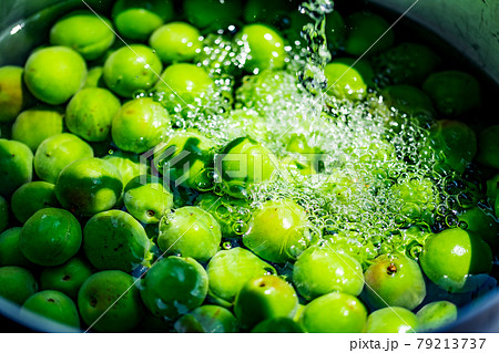 Washing Japanese apricot. Ume Shigoto 79213737