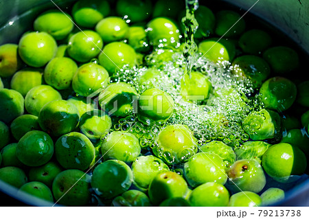 Washing Japanese apricot. Ume Shigoto 79213738