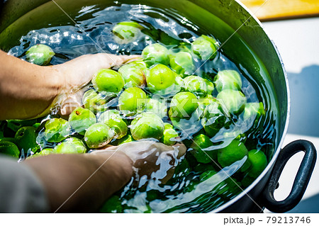 Washing Japanese apricot. Ume Shigoto 79213746