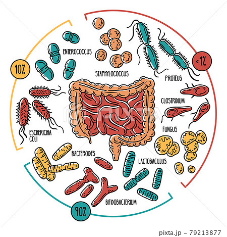 Vector infographics of the human gut microbiota 79213877
