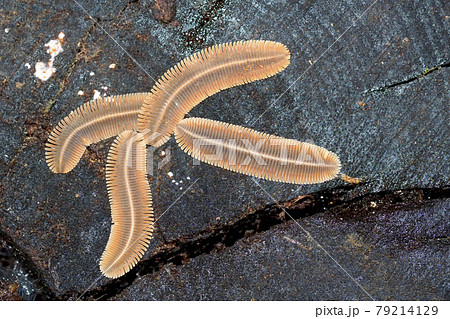 Millipede, Tropical Rainforest, Costa Rica 79214129