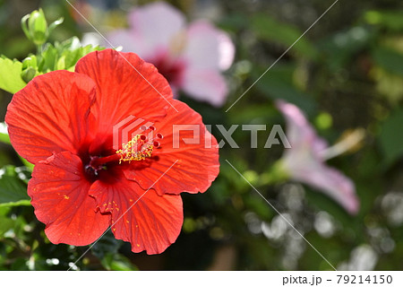 一輪の真っ赤なハイビスカス,背景にピンクのハイビスカス 79214150