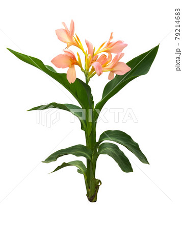Pink canna flower blooming on white background with clipping part  79214683