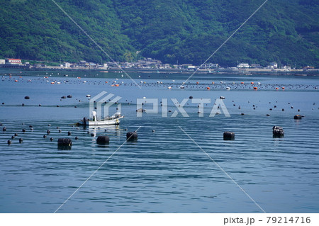 宇和海の真珠の養殖場 79214716