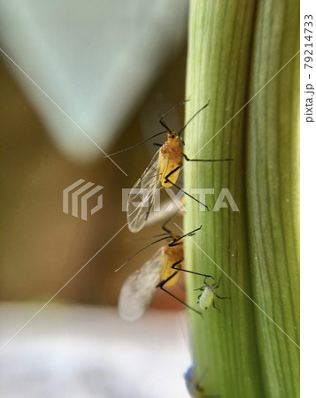 キスゲに付くキスゲフクレアブラムシの写真素材