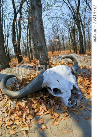 Buffalo Skull, Chobe National Park, Botswana 79214737