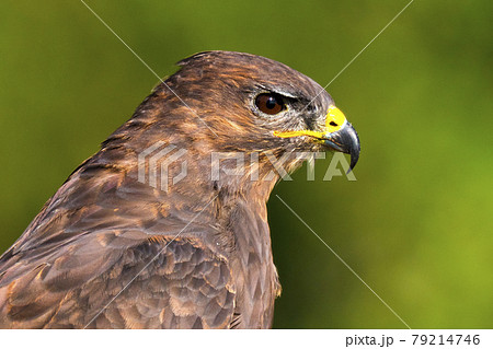 Buzzard, Mediterranean Forest, Spain. Buzzard, Mediterranean Forest, Spain. 79214746