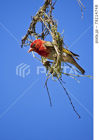 Redheaded Weaver, Kruger National Park, South Africa Redheaded Weaver, Kruger National Park, South Africa 79214748