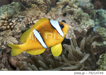 .Red Sea Clownfish, Coral Reef, Red Sea, Egypt. 79214749