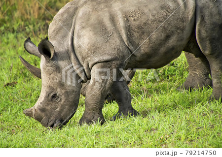 White Rhinoceros, Kruger National Park, South Africa White Rhinoceros, Kruger National Park, South Africa 79214750