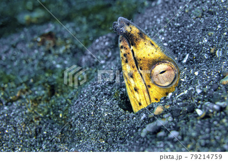 Black-finned Snake Eel, Lembeh, North Sulawesi, Indonesia 79214759