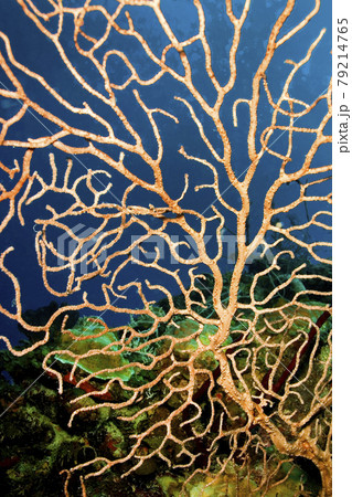 Gorgonian, Caribbean Sea, Playa Giron, Cuba Gorgonian, Caribbean Sea, Playa Giron, Cuba 79214765