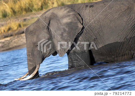 Afican Elephant, Chobe National Park, Botswana 79214772