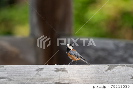 身近な鳥　ヤマガラ 79215059