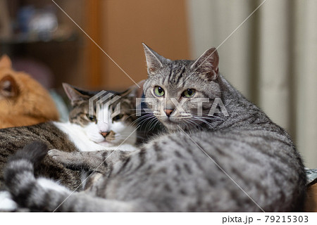 見つめる猫 キジトラ・サバトラ猫 見つめる猫 キジトラ・サバトラ猫 79215303