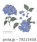 Hand draw vector hydrangea flowers illustration. Botanical floral card on white background. 79215438
