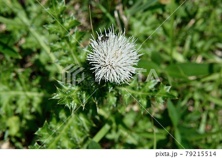 ノアザミの白花 79215514