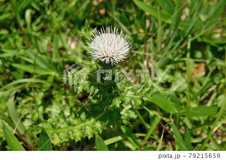 ノアザミの白花 79215659