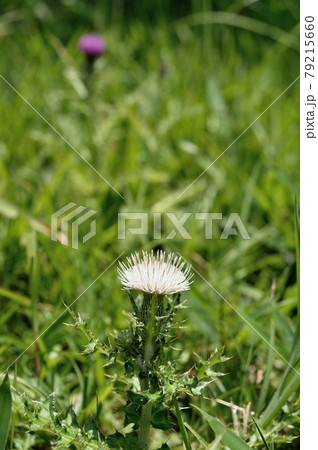 ノアザミの白花 ノアザミの白花 79215660