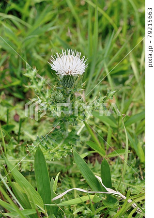 ノアザミの白花 79215663
