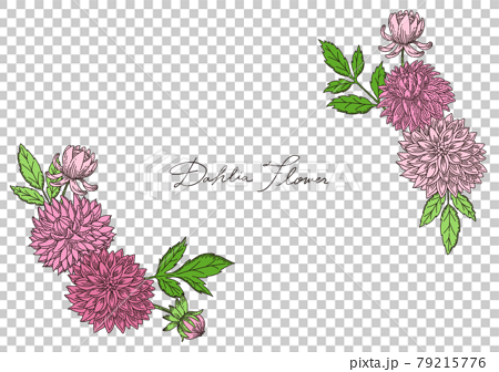 手描きのおしゃれなダリアの花と葉っぱの線画 フレームのイラスト素材