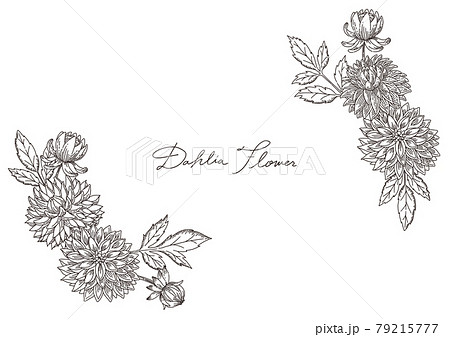 手描きのおしゃれなダリアの花と葉っぱの線画 フレームのイラスト素材