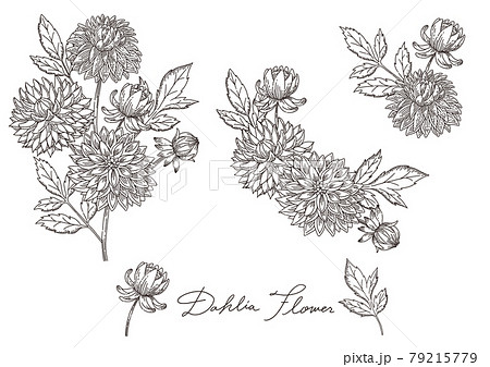 手描きのおしゃれなダリアの花と葉っぱの線画のイラスト素材