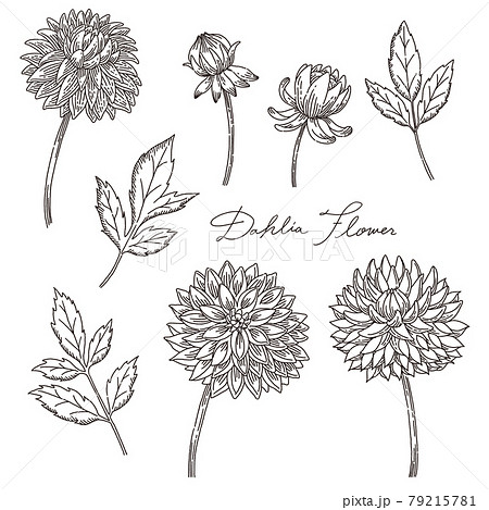 Hand Painted Fashionable Dahlia Flower And Leaf Stock Illustration