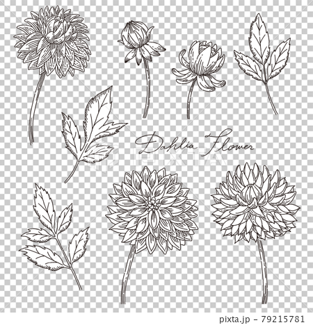 手描きのおしゃれなダリアの花と葉っぱの線画のイラスト素材
