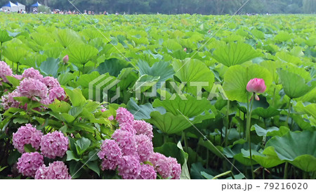 不忍池の蓮の花と紫陽花 不忍池の蓮の花と紫陽花 79216020