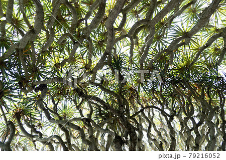 Dragon tree red blood resin fragile branch in Azores Dragon tree red blood resin fragile branch in Azores 79216052
