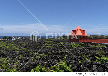 Pico Island Azores vineyard wine grapes protected by lava stone aerial view 79216074