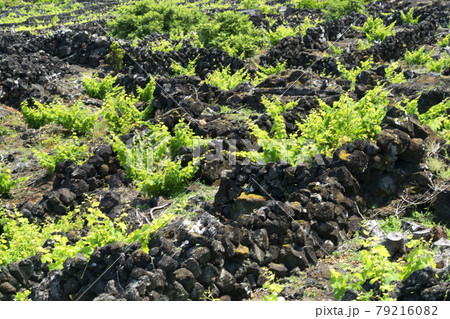 Pico Island Azores vineyard wine grapes protected by lava stone aerial view 79216082