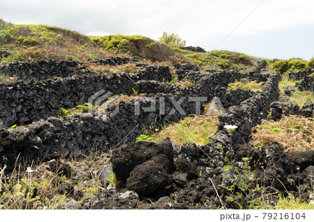 Pico Island Azores vineyard wine grapes protected by lava stone aerial view 79216104