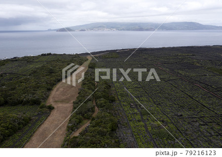Pico Island Azores vineyard wine grapes protected by lava stone aerial view Pico Island Azores vineyard wine grapes protected by lava stone aerial view 79216123